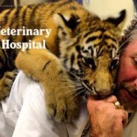 Carolinas Veterinary Medical Hospital ico