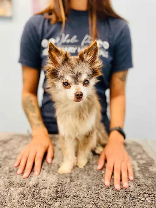 Whole Pet Veterinary Hospital - South Charlotte 12