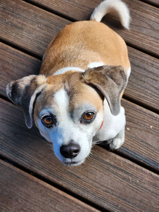 Whole Pet Veterinary Hospital - South Charlotte 12