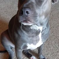 St Francis Hospital For Animals ico