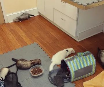 Atrium Animal Hospital