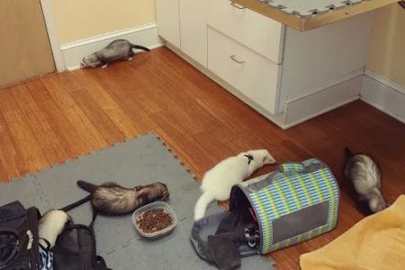 Atrium Animal Hospital