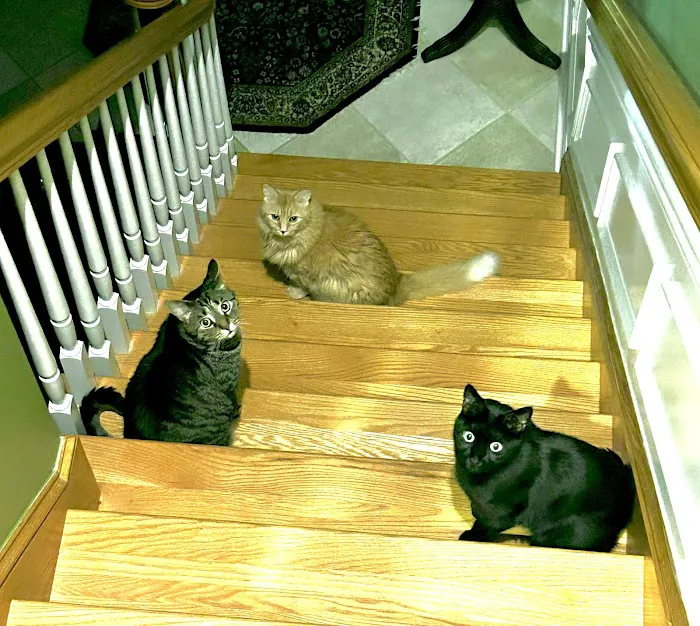 Atrium Animal Hospital 9