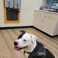 Carmel Road Animal Hospital ico