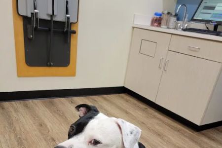 Carmel Road Animal Hospital