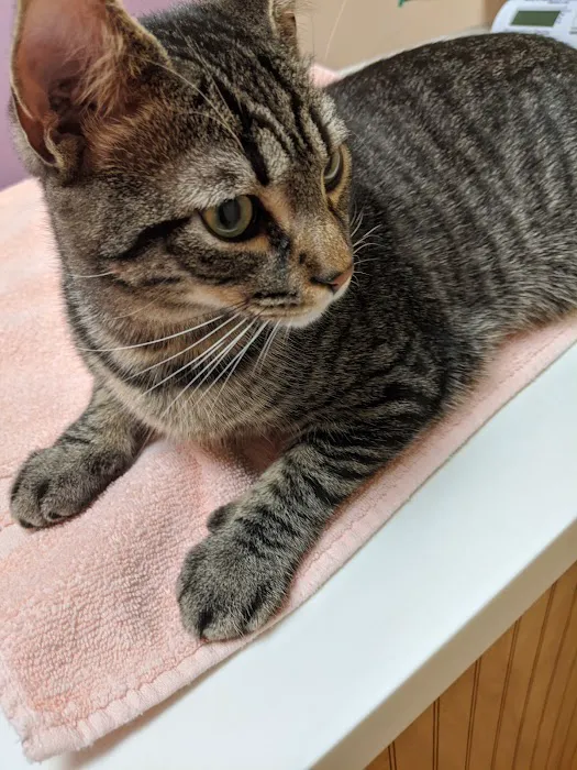 4 Seasons Cat Hospital 12