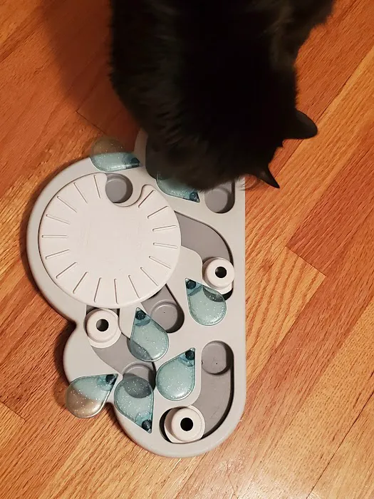4 Seasons Cat Hospital 12