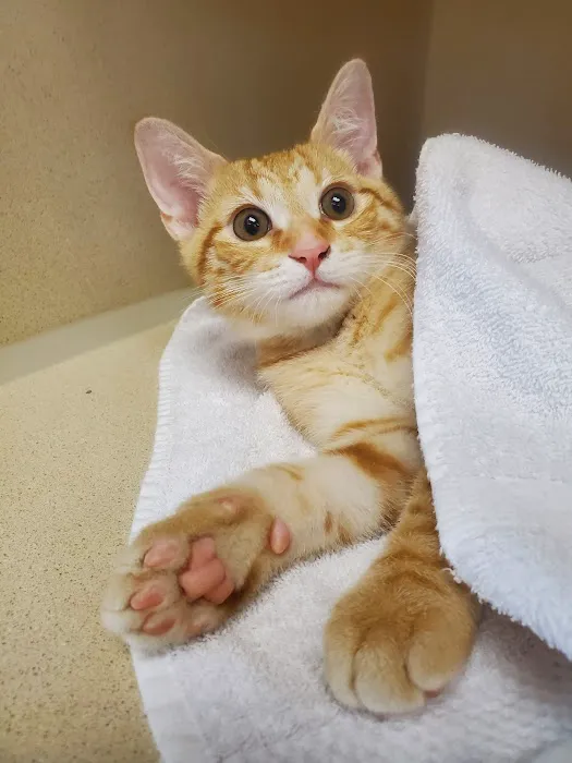 4 Seasons Cat Hospital 12