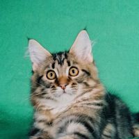 4 Seasons Cat Hospital ico