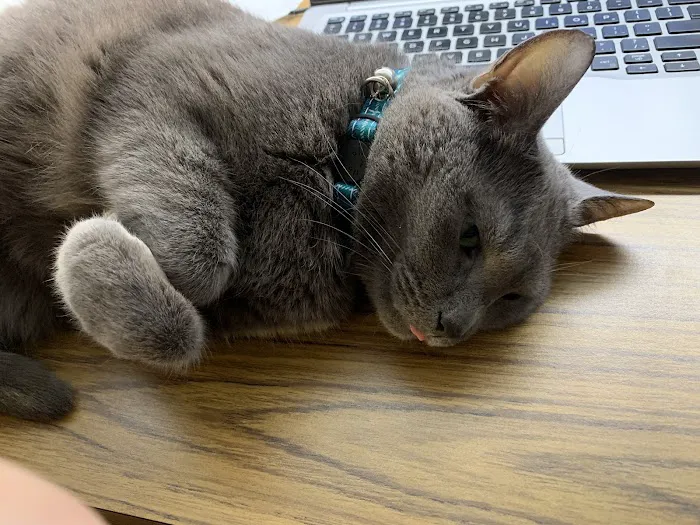4 Seasons Cat Hospital 12