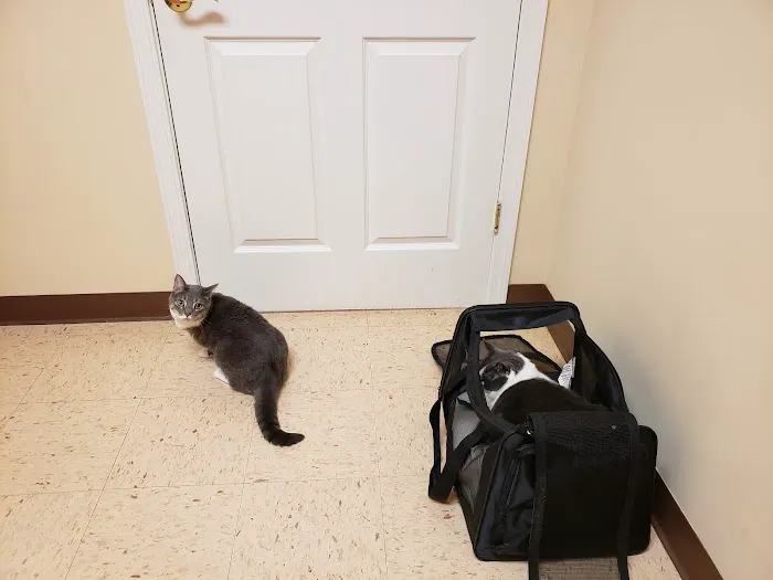4 Seasons Cat Hospital 12