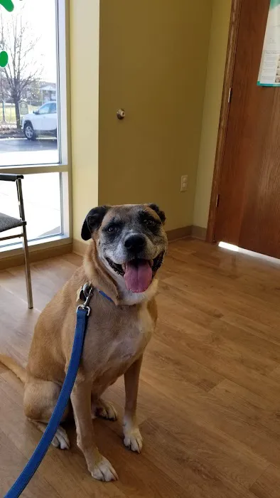 Healthy Paws Animal Clinic-Greenfield 1
