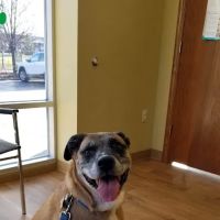 Healthy Paws Animal Clinic-Greenfield ico