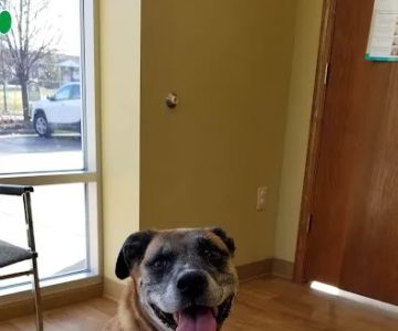 Healthy Paws Animal Clinic-Greenfield
