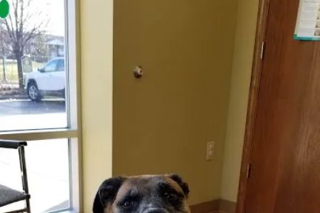 Healthy Paws Animal Clinic-Greenfield