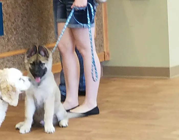 Healthy Paws Animal Clinic-Greenfield 6