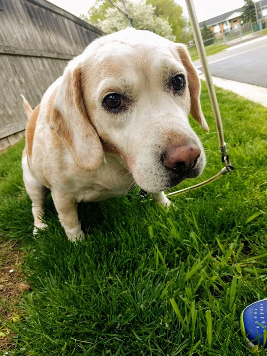 Healthy Paws Animal Clinic-Greenfield 3