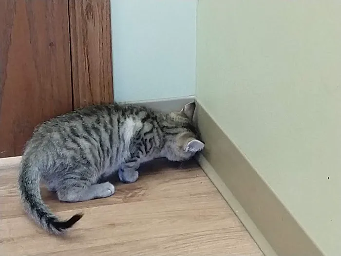 Healthy Paws Animal Clinic-Greenfield 2