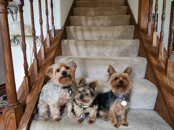 Healthy Paws Animal Clinic-Greenfield 8
