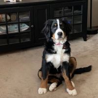 New Berlin Animal Hospital ico
