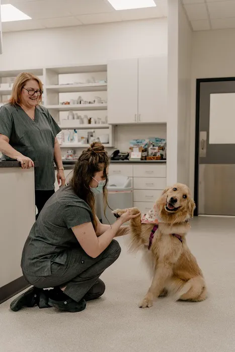 EverVet Animal Hospital 2