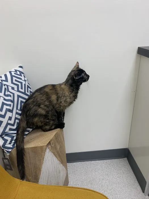EverVet Animal Hospital 9
