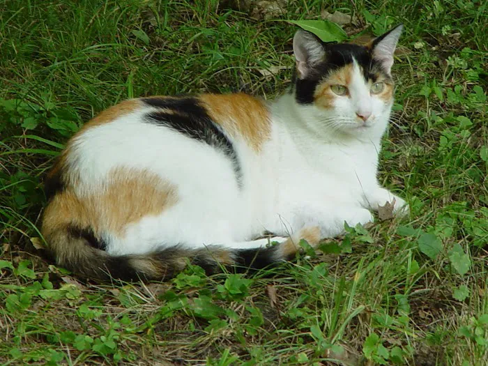Community Veterinary Clinic 6