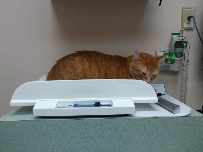 Community Veterinary Clinic 7