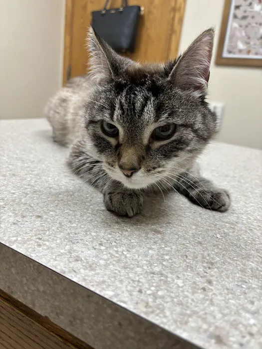 Community Veterinary Clinic 5