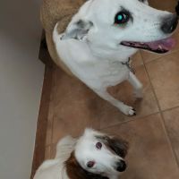 Veterinary Medical Associates: Passinault Kathleen M DVM ico