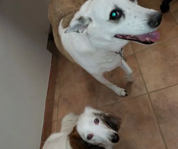 Veterinary Medical Associates: Passinault Kathleen M DVM