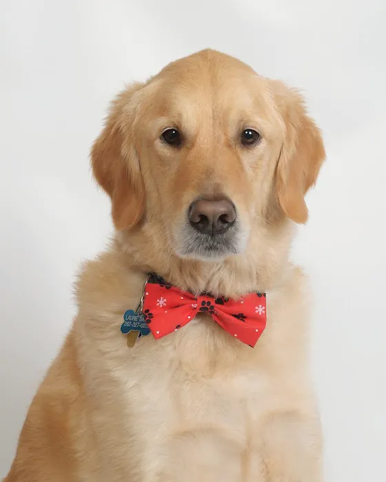Greendale Village Vet 12