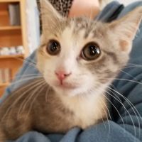Wauwatosa Veterinary Clinic ico