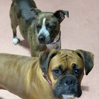 West Burleigh Vet Clinic ico