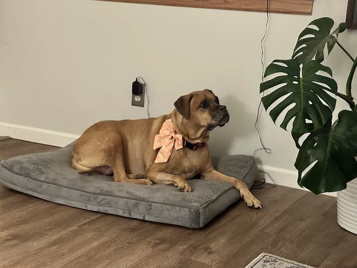 West Burleigh Vet Clinic 12