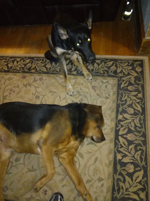 West Burleigh Veterinary Clinic: Kaiser Vickie DVM 12