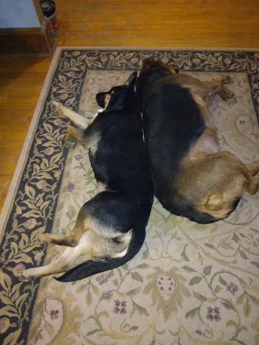 West Burleigh Veterinary Clinic: Kaiser Vickie DVM 12
