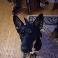 West Burleigh Veterinary Clinic: Kaiser Vickie DVM ico