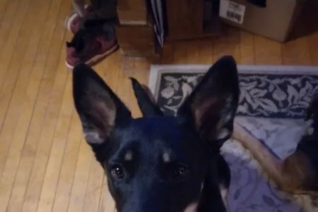 West Burleigh Veterinary Clinic: Kaiser Vickie DVM