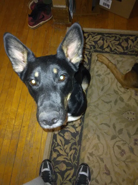 West Burleigh Veterinary Clinic: Kaiser Vickie DVM 12