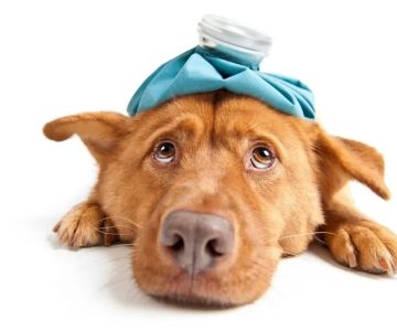 St. Paul Veterinary Clinic