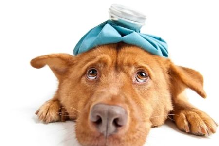St. Paul Veterinary Clinic