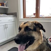 Middlebury Animal Clinic ico