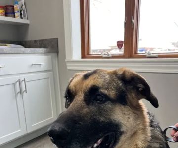 Middlebury Animal Clinic