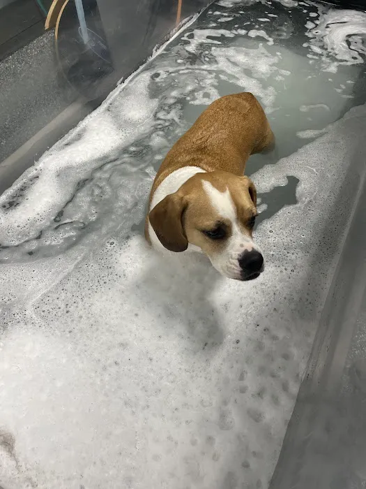 Michiana Animal Rehabilitation Services 2