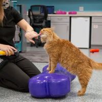 Michiana Animal Rehabilitation Services ico