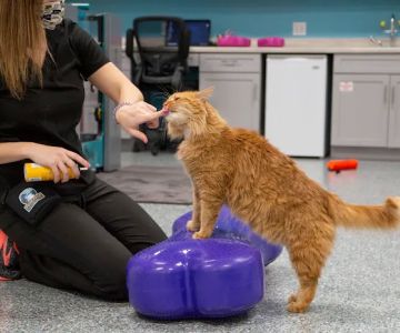 Michiana Animal Rehabilitation Services
