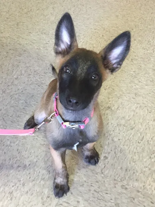 Milford Animal Clinic Inc 5