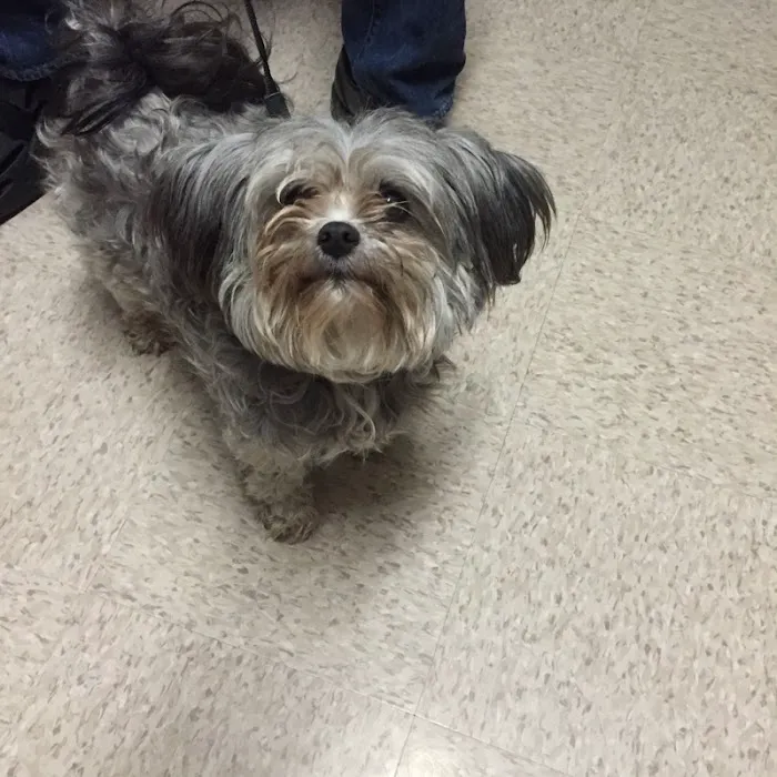 Milford Animal Clinic Inc 1