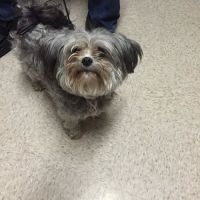 Milford Animal Clinic Inc ico